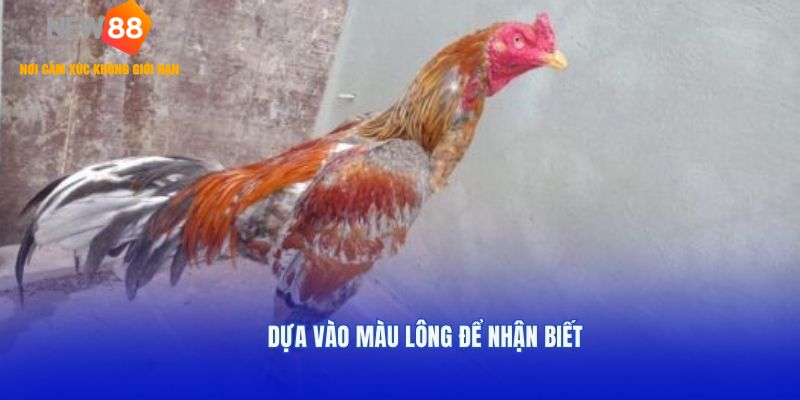 Dựa vào màu lông để nhận biết